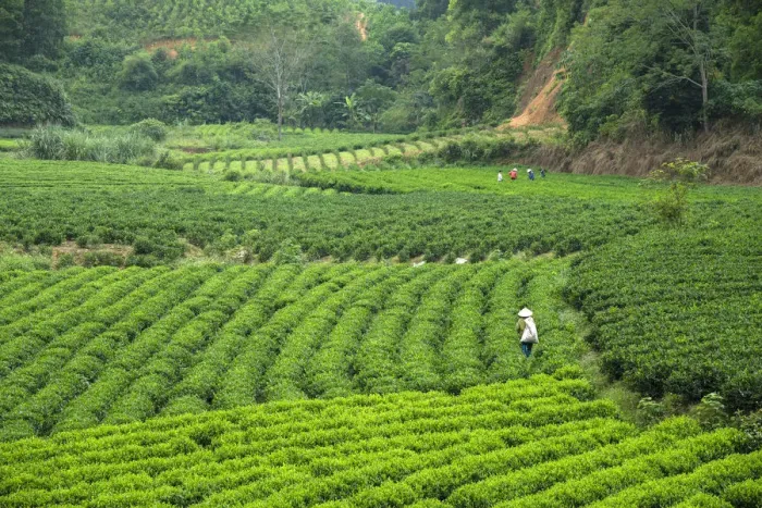 Framed Print : Asia, Asian, Southeast Asia, Vietnam, Northern, tea plantation Framed Print : Asia, Asian, Southeast Asia, Vietnam, Northern, tea plantation