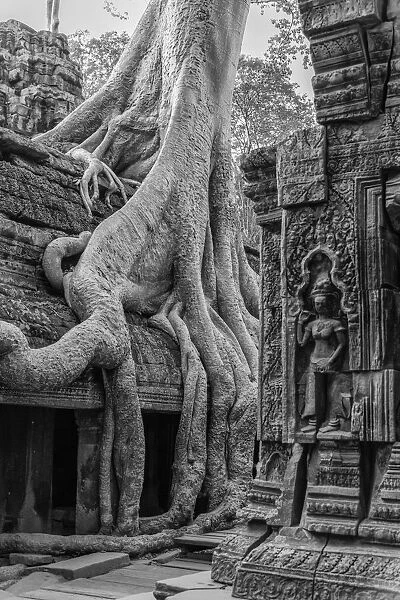 Asia, Cambodia, Siem Reap, UNESCO World Heritage, Angkor, Ta Prohm