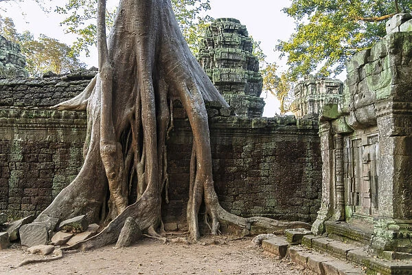 Asia, Cambodia, Siem Reap, UNESCO World Heritage, Angkor, Ta Prohm