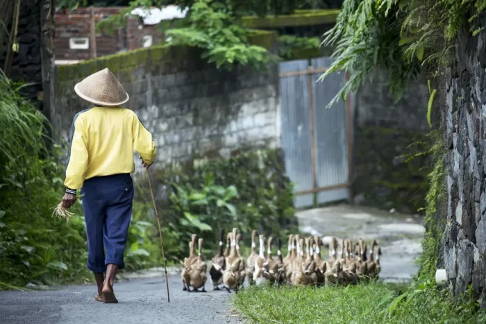 Framed Print : Asia, Indonesia, Java, Yogyakarta, duck farmer Framed Print : Asia, Indonesia, Java, Yogyakarta, duck farmer