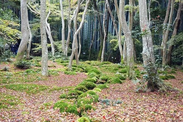 Asia, Japan. Kyoto, Sagano, Arashiyama, Gio ji, (Gioji) Temple, moss garden