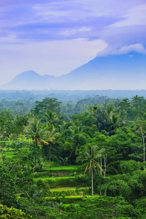 Framed Print : Asia, South East Asia, Indonesia, Bali, Tegalalang Rice Terraces with a volcano in Framed Print : Asia, South East Asia, Indonesia, Bali, Tegalalang Rice Terraces with a volcano in