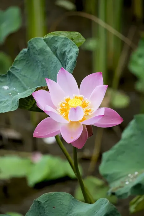 Framed Print : Asia, South East Asia, Indonesia, Indian or Sacred Lotus flower (Nelumbo nucifera) Framed Print : Asia, South East Asia, Indonesia, Indian or Sacred Lotus flower (Nelumbo nucifera)