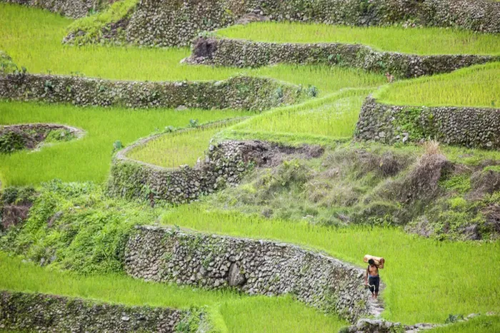 Framed Print : Asia, South East Asia, Philippines, Cordilleras, Banaue; a local farmer walking along