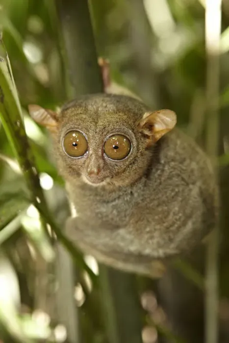 Framed Print : Asia, South East Asia, Philippines, Bohol, Philippine Tarsier (Carlito syricht) known