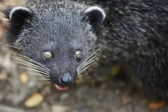 Framed Print : Asia, South East Asia, Philippines, Palawan, a Palawan Binturong (Arctictis binturong
