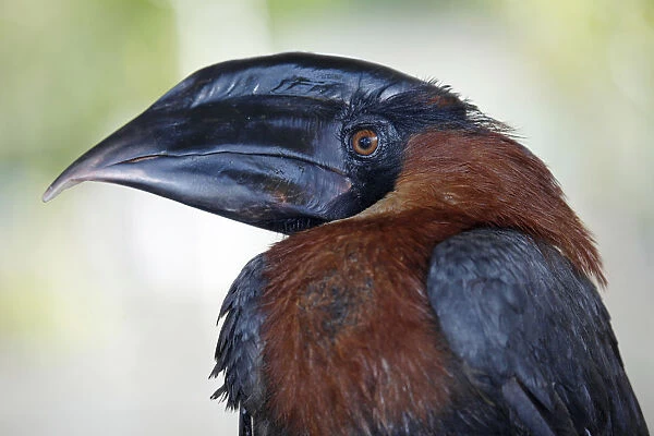 Asia, South East Asia, Philippines, juvenile Philippines or rufous hornbill