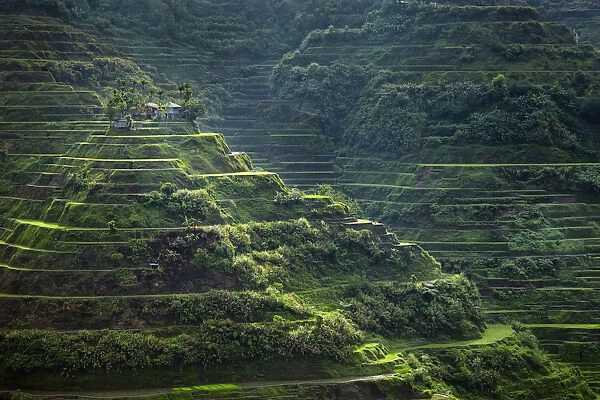 Asia, South East Asia, Philippines, Cordilleras, Banaue; UNESCO World heritage listed
