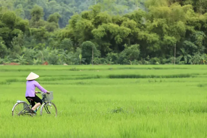Framed Print : Asia, South East Asia, Vietnam, Mai Chau, cyclist in a traditional Vietnamese conical Framed Print : Asia, South East Asia, Vietnam, Mai Chau, cyclist in a traditional Vietnamese conical