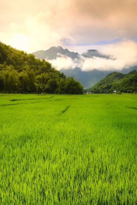 Framed Print : Asia, South East Asia, Vietnam, Mai Chau, view of rice paddies and mountains in