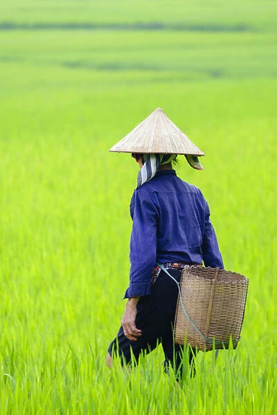 Asia, South East Asia, Vietnam, Mai Chau, rice farmer walking in paddy fields in the