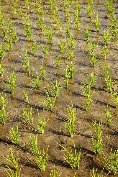 Asia, Southeast Asia, Indonesia, Sulawesi, Celebes, Tana Toraja, close-up of rice