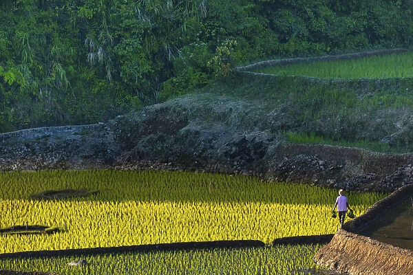 Asia, Southeast Asia, Indonesia, Sulawesi, Celebes, Tana Toraja, rice fields in the