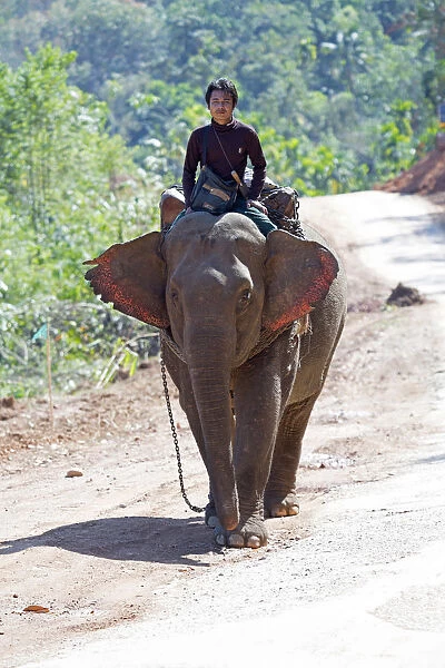 Asia, Southeast Asia, Myanmar, Dawei, working Asian elephant and rider