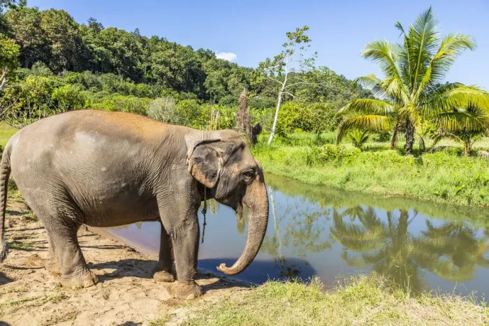 Framed Print : Asian elephant at a elephant sanctuary in Chiang Mai, Northern Thailand, Thailand