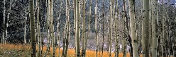 Aspen trees, Colorado, USA