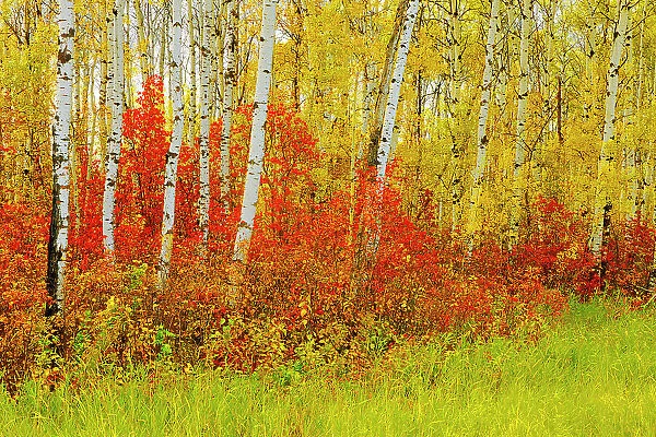 Aspen trees in autumn, Riding Mountain National Park, Manitoba, Canada