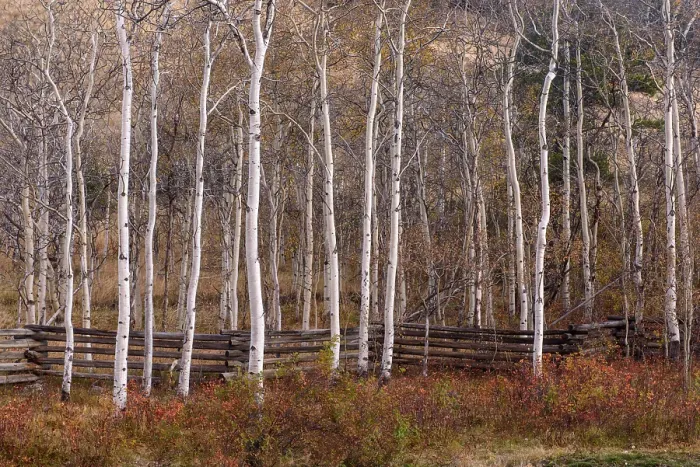 Framed Print : Aspen trees on the grounds of Tsylos Lodge, Chilcotin Wilderness, British Columbia, Canada Framed Print : Aspen trees on the grounds of Tsylos Lodge, Chilcotin Wilderness, British Columbia, Canada