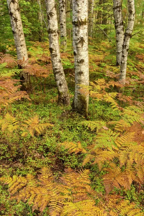 Framed Print : Aspen woodland with ferns in the understory in late summer, Algonquin Provincial Park, Nipissing Township, Ontario, Canada Framed Print : Aspen woodland with ferns in the understory in late summer, Algonquin Provincial Park, Nipissing Township, Ontario, Canada