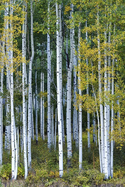 Aspens in Autumn, Silverton, Colorado, USA