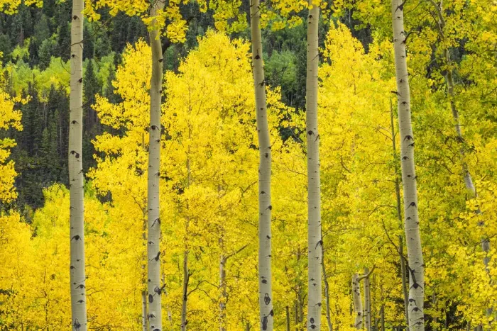 Framed Print : Aspens in Autumn, Telluride, Colorado, USA Framed Print : Aspens in Autumn, Telluride, Colorado, USA