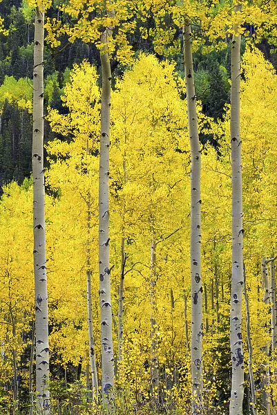 Aspens in Autumn, Telluride, Colorado, USA