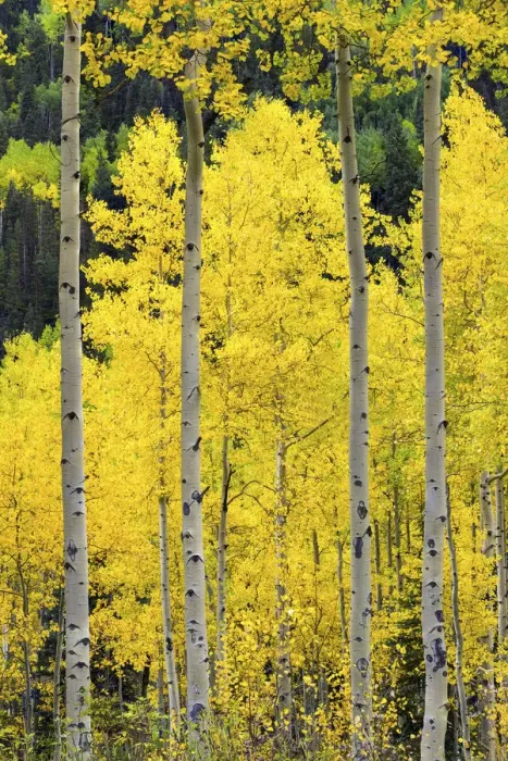 Framed Print : Aspens in Autumn, Telluride, Colorado, USA Framed Print : Aspens in Autumn, Telluride, Colorado, USA