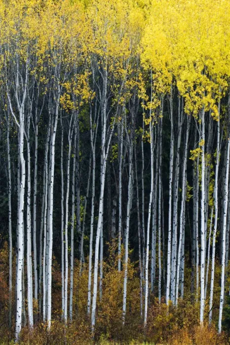 Framed Print : Aspens in Autumn, Wenatchee National Forest, Washington, USA Framed Print : Aspens in Autumn, Wenatchee National Forest, Washington, USA