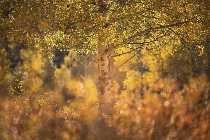 Framed Print : Aspens, Kananaskis Country, Alberta, Canada