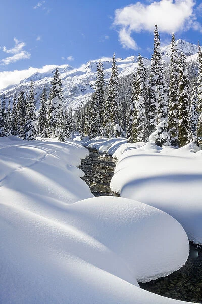 Asulkan valley after a winter snowfall. Roger pass, British Columbia, Canada