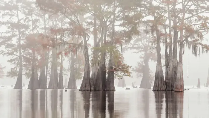 Framed Print : Atchafalaya Basin in Autumn, Louisiana