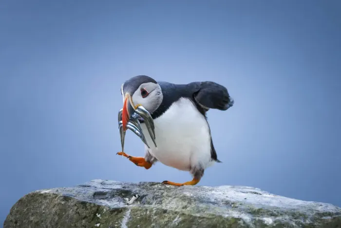 Framed Print : An Atlantic Puffin carrying sandeels in Mykines, Faroe Islands Framed Print : An Atlantic Puffin carrying sandeels in Mykines, Faroe Islands