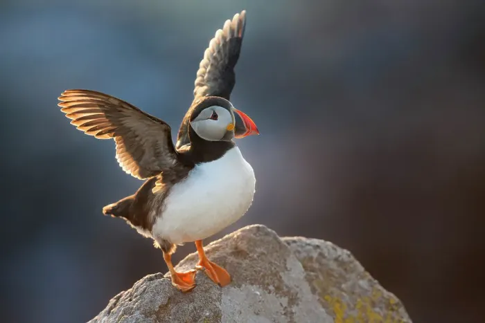 Framed Print : Atlantic Puffin (Fratercula arctica), stretching wings backlit in evening sunlight, Great Saltee Island, Co. Wexford, Republic of Ireland Framed Print : Atlantic Puffin (Fratercula arctica), stretching wings backlit in evening sunlight, Great Saltee Island, Co. Wexford, Republic of Ireland