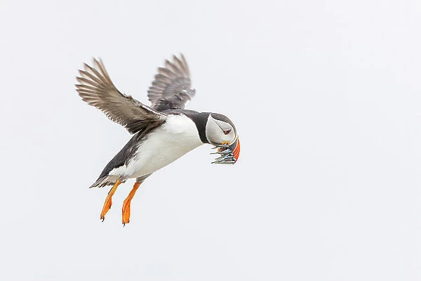 Atlantic Puffin (Fratercula arctica) in flight carrying sandeels, Isle of May, Firth of Forth, Scotland, UK