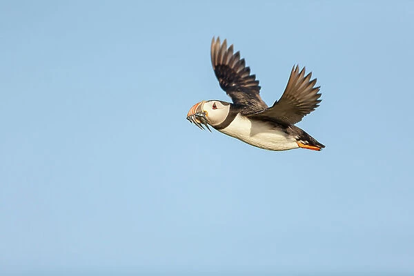 Atlantic Puffin (Fratercula arctica) in flight carrying sandeels, Isle of May, Firth of Forth, Scotland, UK