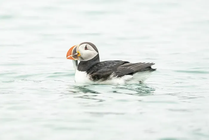 Framed Print : Atlantic puffin, Fratercula arctica, swimming in Spitsbegen, Svalbard, Norway