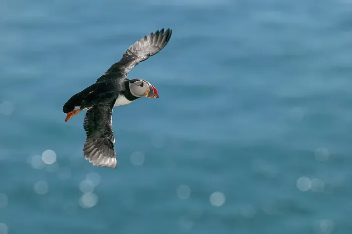 Framed Print : Atlantic Puffin (Fratercula arctica) in flight, Skellig Islands, Co. Kerry, Republic of Ireland Framed Print : Atlantic Puffin (Fratercula arctica) in flight, Skellig Islands, Co. Kerry, Republic of Ireland