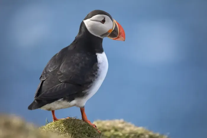 Framed Print : An Atlantic Puffin in Mykines, Faroe Islands Framed Print : An Atlantic Puffin in Mykines, Faroe Islands