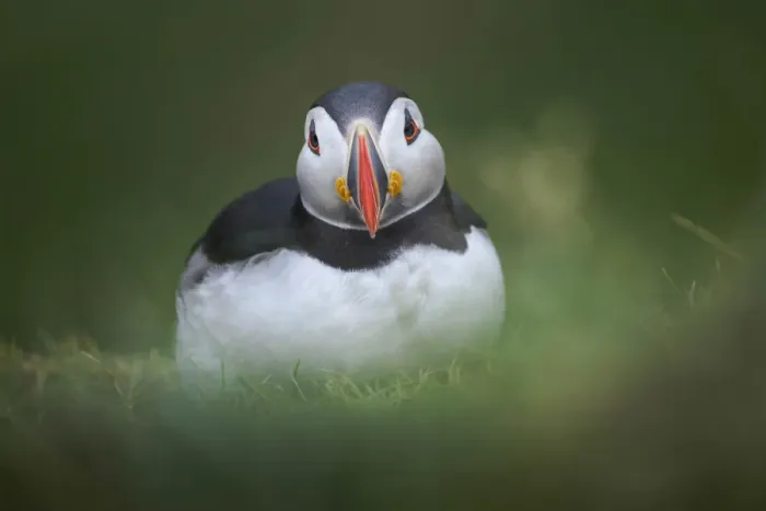 Framed Print : Atlantic Puffin sitting on the grass in Mykines, Faroe Islands Framed Print : Atlantic Puffin sitting on the grass in Mykines, Faroe Islands