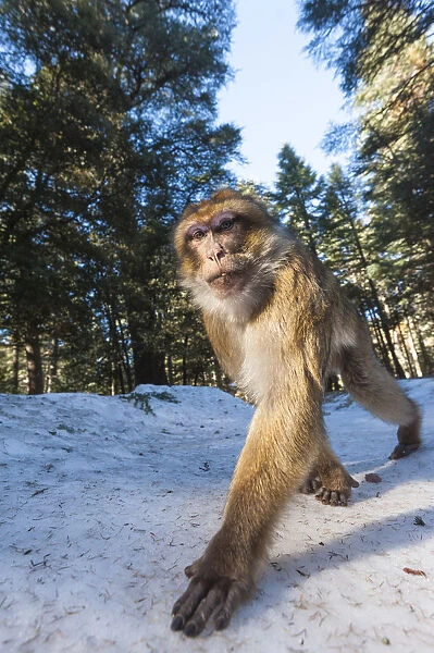 Atlas, Morocco. Barbary monkeys in the forest