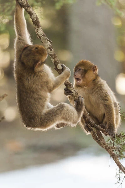 Atlas, Morocco. Barbary monkeys in the forest