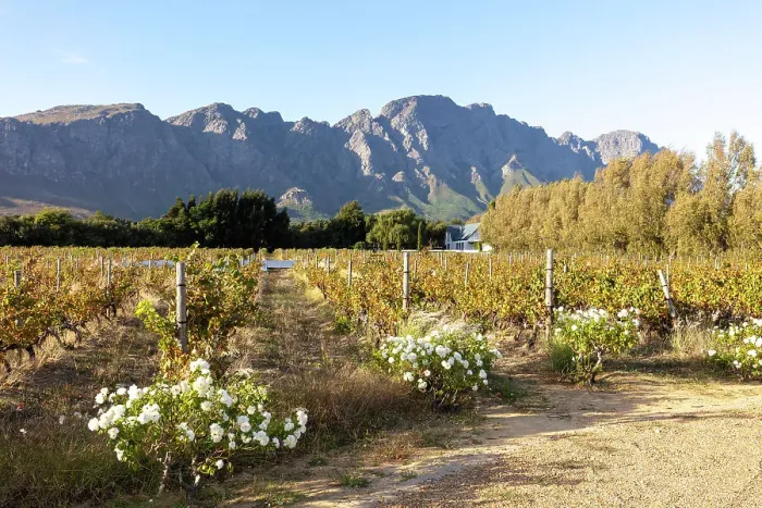 Framed Print : Aubergre Clermont wine estate, Franschhoek, Western Cape, South Africa Framed Print : Aubergre Clermont wine estate, Franschhoek, Western Cape, South Africa