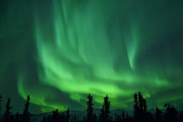 Aurora Borealis at Chena Hot Springs, Fairbanks, Alaska, USA