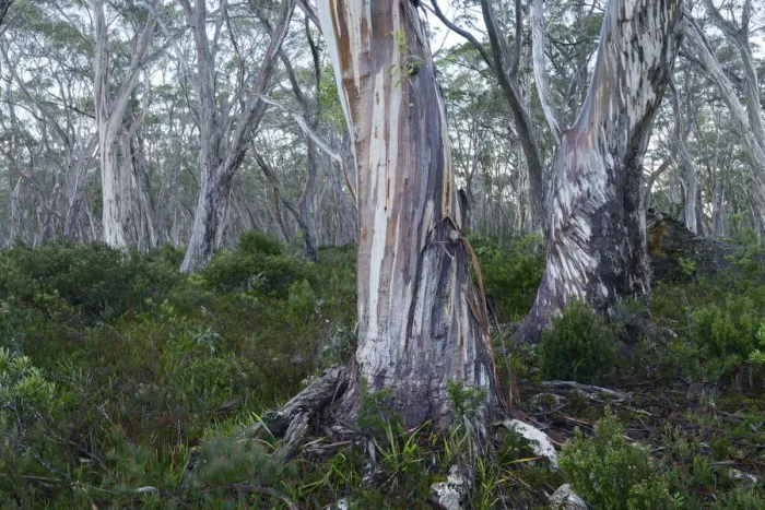 Framed Print : Australia, Australian, Tasmania, Franklin-Gordon Wild Rivers National Park, Eucalyptus Framed Print : Australia, Australian, Tasmania, Franklin-Gordon Wild Rivers National Park, Eucalyptus