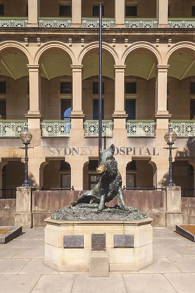 Australia, New South Wales, NSW, Sydney, Sydney Hospital, statue of the boar Il Porcellino