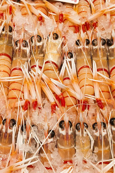 Australia, New South Wales, NSW, Sydney, Sydney Fish Market, giant prawns