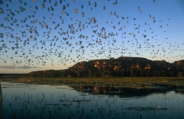 Australia, Northern Territory, Arnhem Land, nr Mt Borradaile. Whistling ducks fly in their hundreds above Cooper Creek near