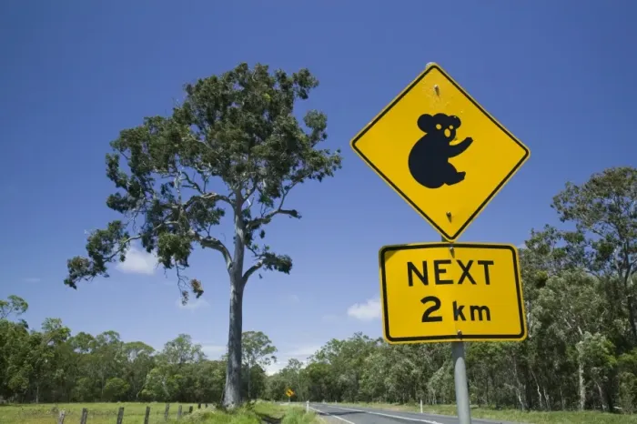 Framed Print : Australia, Queensland, Fraser Coast, Maryborough, Koala Crossing Sign on the Bruce Highway Framed Print : Australia, Queensland, Fraser Coast, Maryborough, Koala Crossing Sign on the Bruce Highway