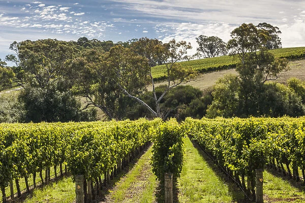 Australia, South Australia, Adelaide Hills, Gumeracha, vineyard