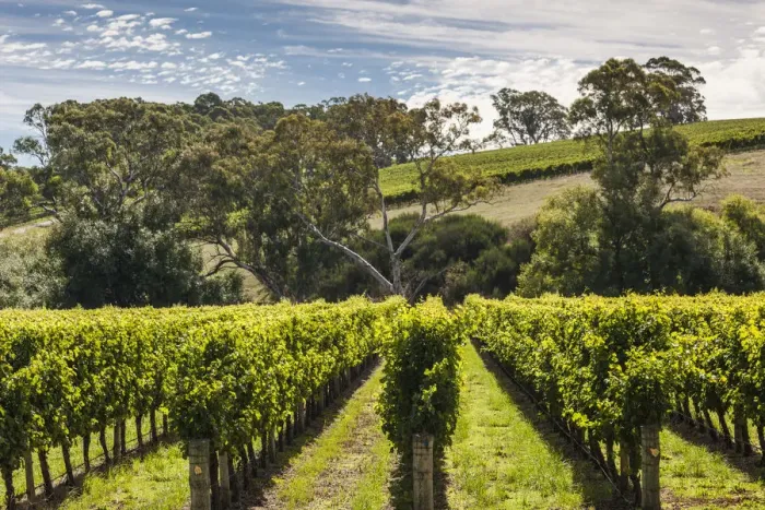Framed Print : Australia, South Australia, Adelaide Hills, Gumeracha, vineyard
